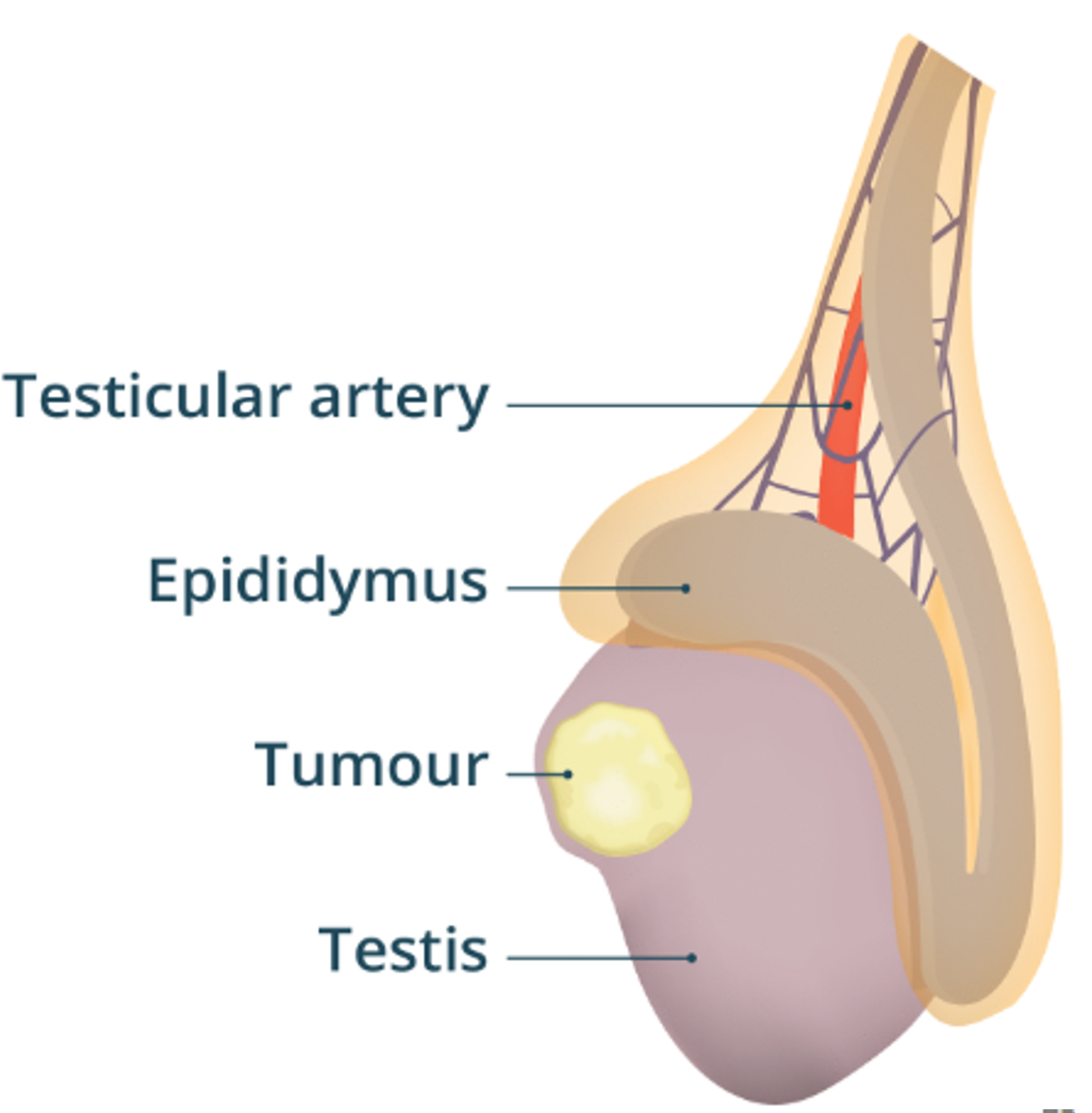 side testical side testical